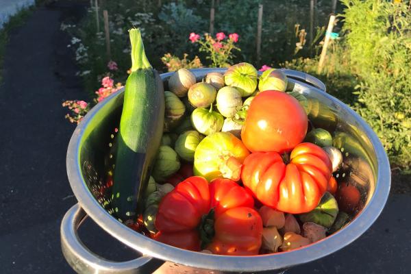 Meet the neighbours growing food in their front and backyards