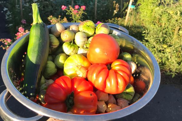 Meet the neighbours growing food in their front and backyards