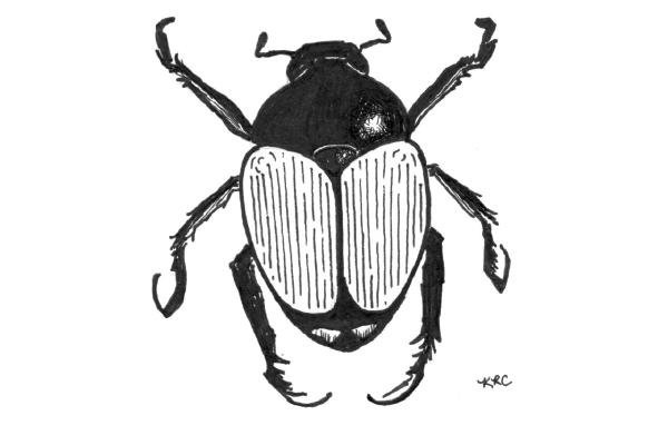 Fighting Japanese beetles: A year-round endeavour