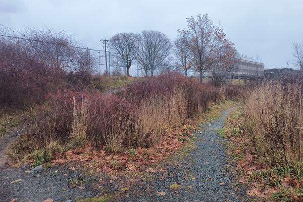 A step towards beautifying the Esson Road paths