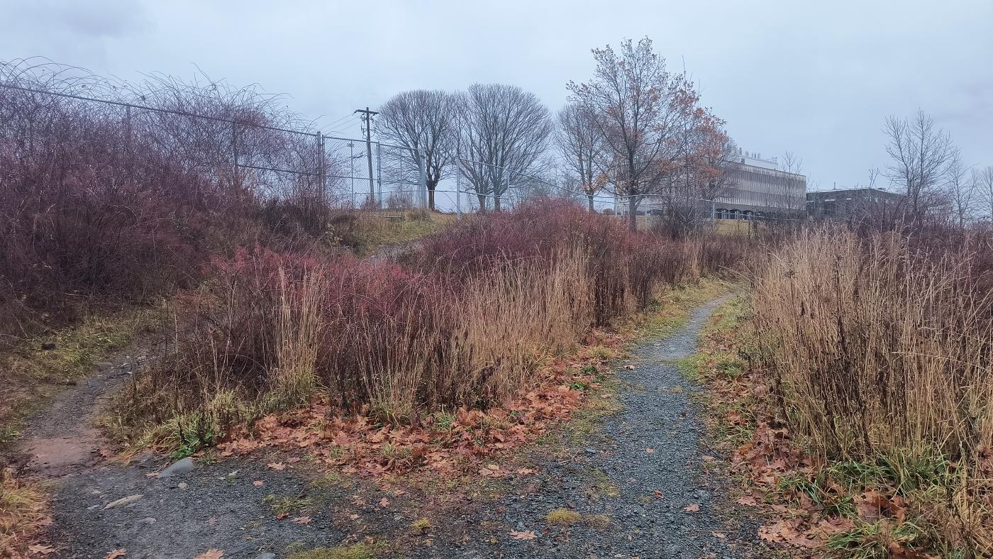 A step towards beautifying the Esson Road paths