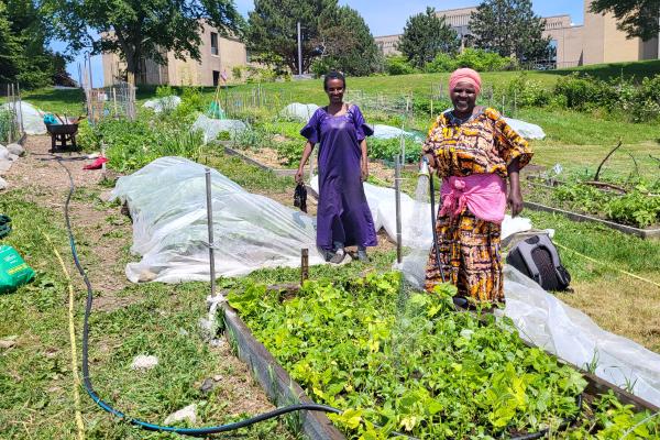Gardeners grow social belonging (and lenga lenga) at Woodside urban farm
