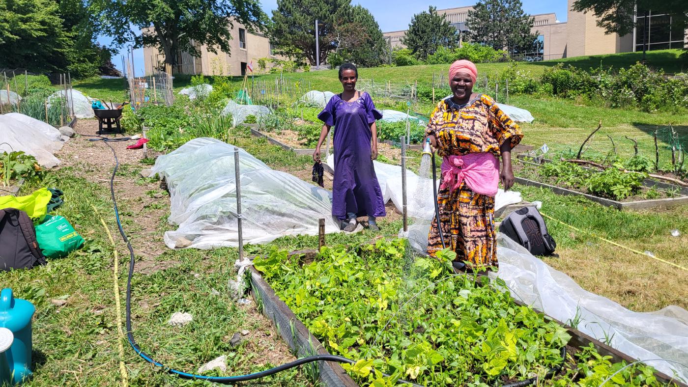 Gardeners grow social belonging (and lenga lenga) at Woodside urban farm